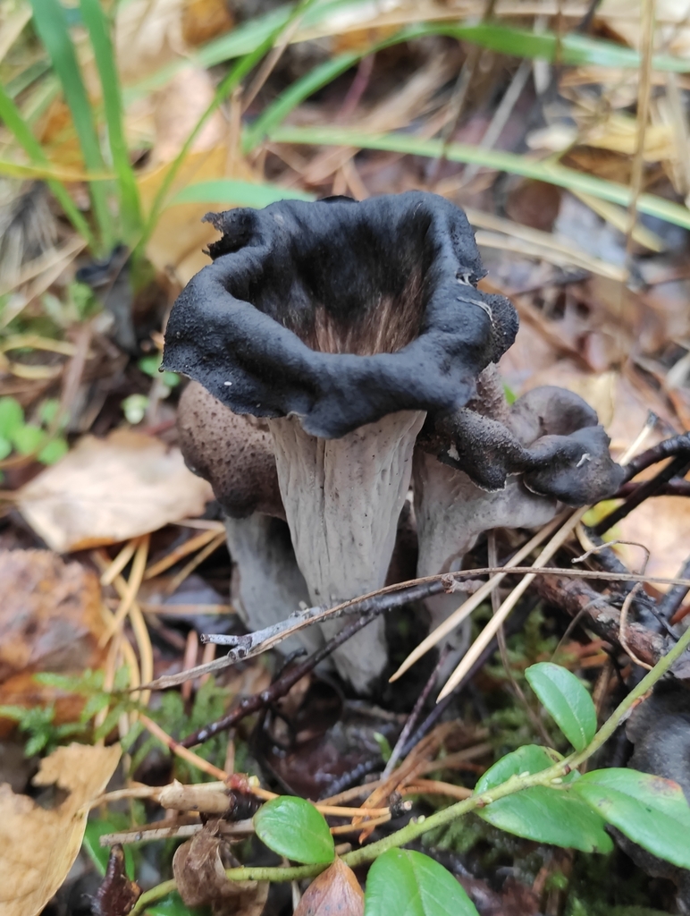 Craterellus cornucopioides · September 2020 · photo: © wrrite (iNaturalist, cc-by)