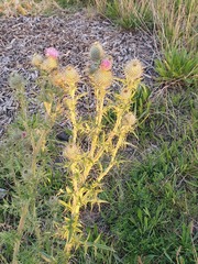 Cirsium vulgare