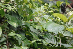 Abisara saturata kausambioides