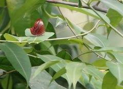 Abisara saturata kausambioides