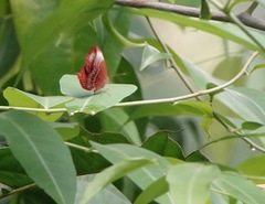 Abisara saturata kausambioides