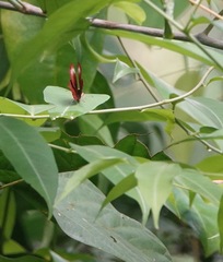 Abisara saturata kausambioides