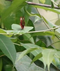 Abisara saturata kausambioides
