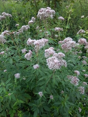 Eupatorium cannabinum