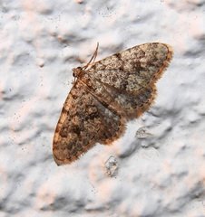 Nebula ibericata