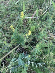 Galium verum