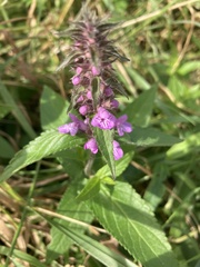 Galium verum