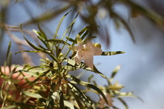 Eremophila mitchellii
