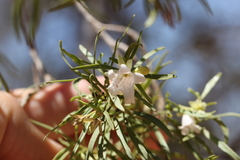 Eremophila mitchellii