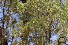 Eremophila mitchellii