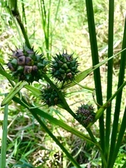 Sparganium eurycarpum coreanum