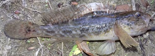 Caspian ratan goby (Ponticola ratan) — Gobiidae — 3