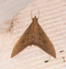 Hyalobathra