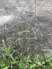 Poaceae