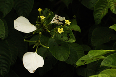 Mussaenda nannanii