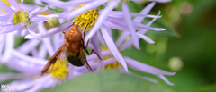 Volucella linearis
