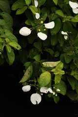 Mussaenda nannanii