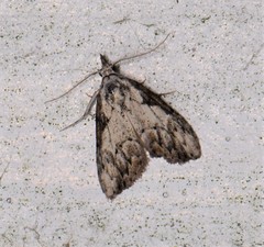 Nola pleurochorda