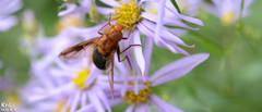 Volucella linearis