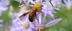 Volucella linearis