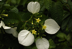 Mussaenda nannanii