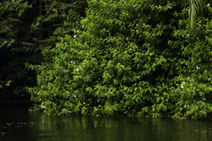 Mussaenda nannanii