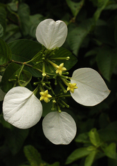 Mussaenda nannanii