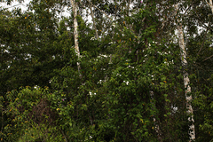 Mussaenda nannanii