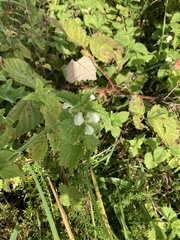 Lamium album