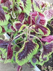 Amaranthus tricolor