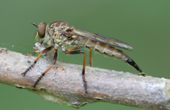 Neomochtherus auricomus