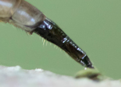 Neomochtherus auricomus