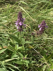 Stachys palustris