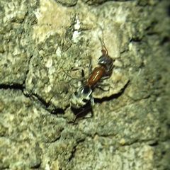 Liometopum microcephalum