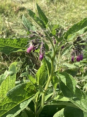 Symphytum officinale