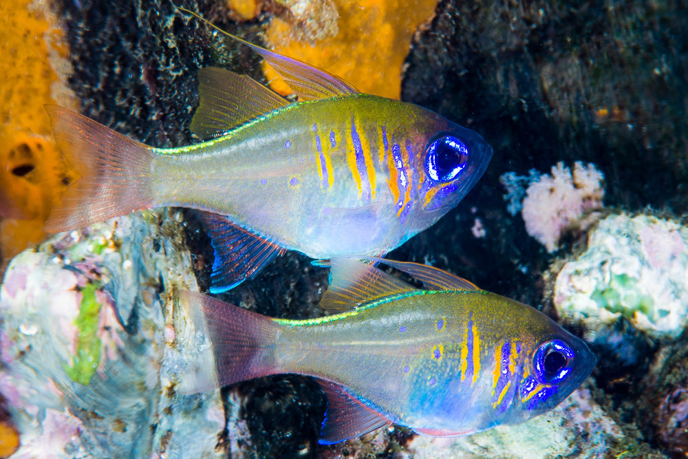 Threadfin Cardinalfish