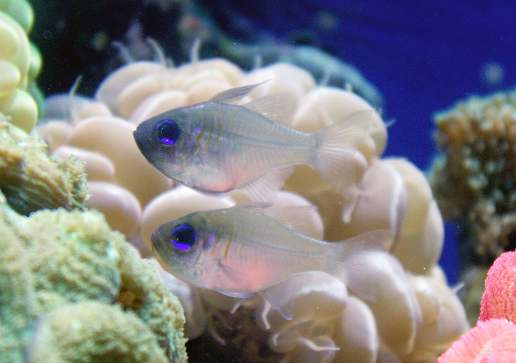 Threadfin Cardinalfish