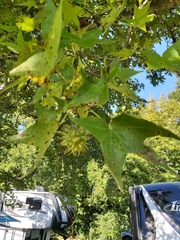 Liquidambar styraciflua