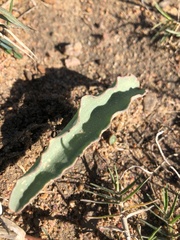 Eriospermum lanceifolium