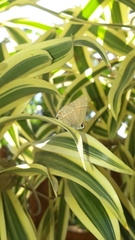 Electrostrymon endymion