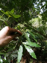 Platylophus trifoliatus