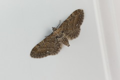 Eupithecia vulgata