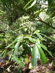 Platylophus trifoliatus