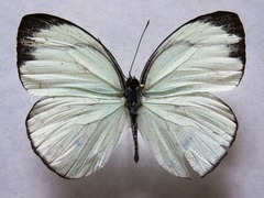 Itaballia demophile centralis