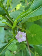 Ipomoea × leucantha
