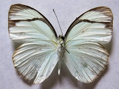 Itaballia demophile centralis