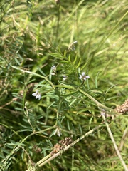 Vicia hirsuta
