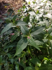 Persicaria longiseta