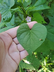 Ipomoea × leucantha