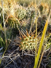 Opuntia polyacantha polyacantha